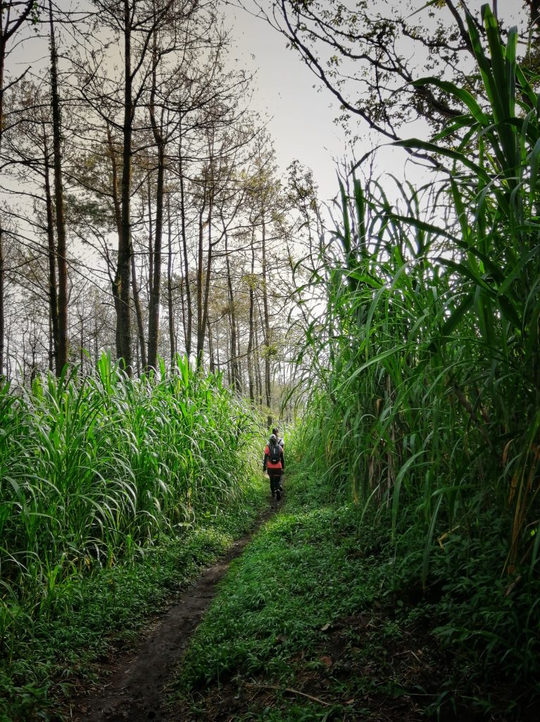 Panorama sunrise dari puncak Gunung Pundak Jawa Timur dengan hamparan sabana dan city lights Mojokerto