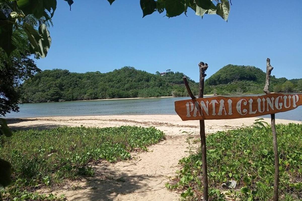 Pantai Clungup dengan hutan mangrove rimbun dan jalur trekking alami